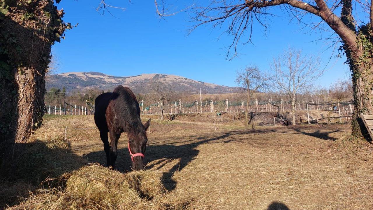 La Caneveta al Piave Villa Valdobbiadene Esterno foto